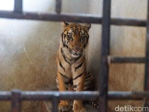 Menengok Rastaji, Harimau yang Bikin Geger Gegara Loncat ke Atap Kandang Menengok Rastaji, Harimau yang Bikin Geger Gegara Loncat ke Atap Kandang