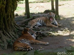 Serulingmas Zoo Banjarnegara Diminta Tak Lagi Koleksi Satwa Buas