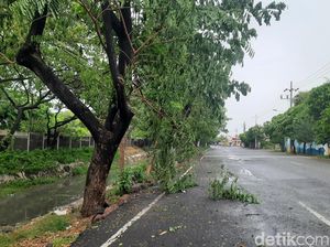 Pohon Tumbang Tutup Jalur Purwakarta-Subang, Macet Panjang Terjadi