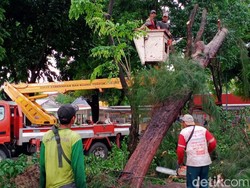 1 Warga Luka, 20 Rumah Rusak, 8 Pohon Tumbang Saat Hujan Angin di Surabaya