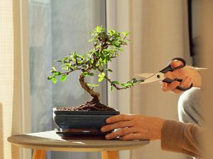 Sempat Viral, Emak-Emak Pencuri Tanaman Hias di Klaten Tertangkap