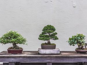 Mengenal Bonsai Serut Beserta Cara Membuatnya