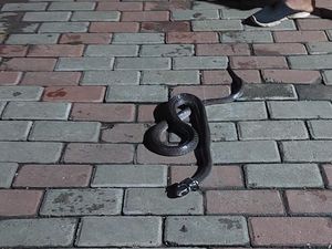 Potret Kobra dan Jari Doni Pawang Ular yang Bengkak Kena Patuk