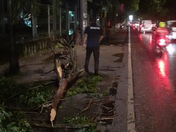 Kejatuhan Dahan Pohon, Seorang Pengendara Motor di Sidoarjo Pingsan