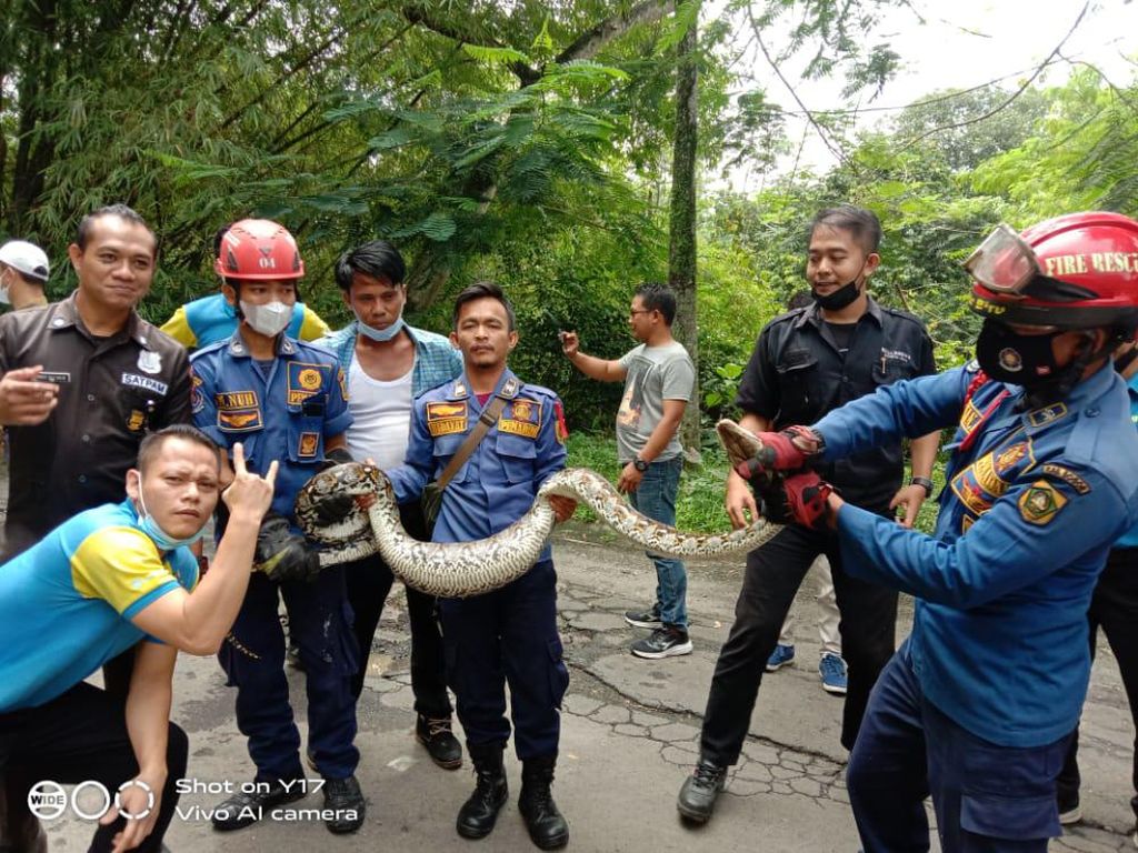 Damkar Evakuasi Ular Sanca 4 Meter di Sentul Bogor