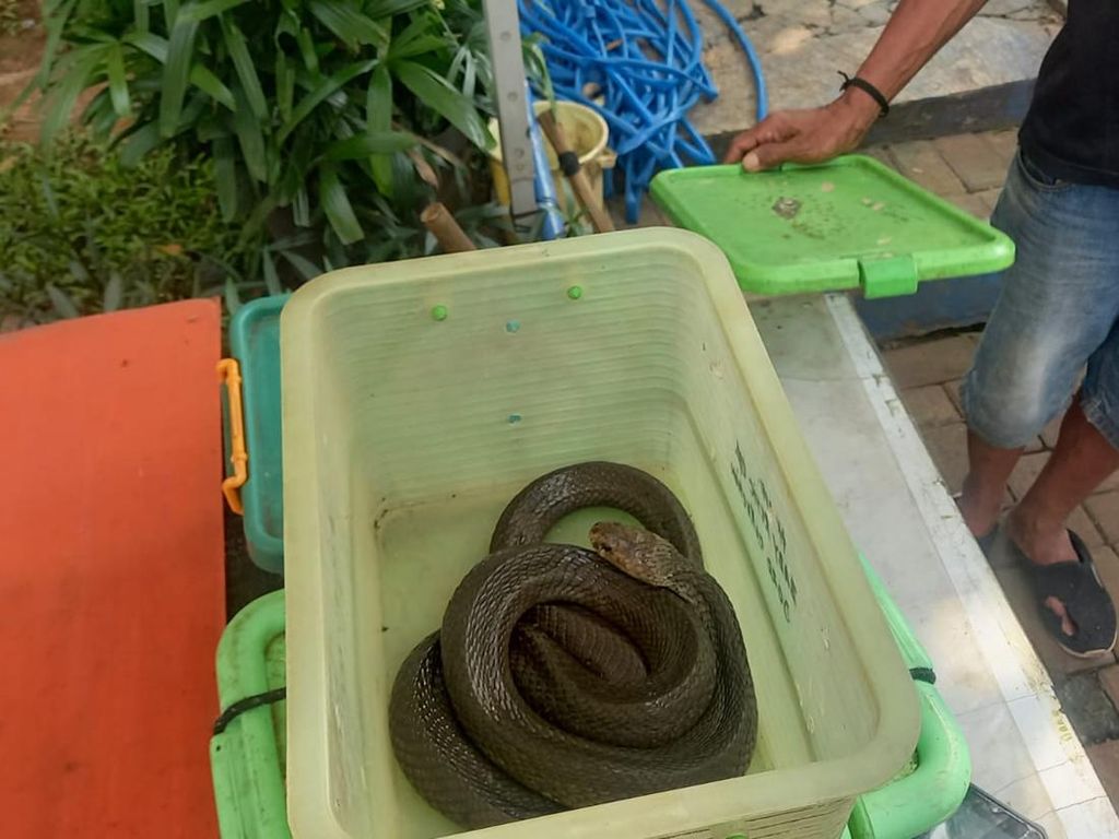 Kobra yang Gigit Doni Pawang Ular Akan Dilepasliarkan di Habitatnya