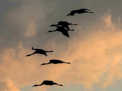 2.000 Ekor Bangau Liar Mati Akibat Flu Burung di Israel