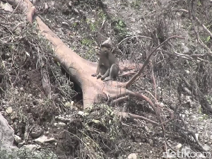 Banyak Monyet Turun Gunung Usai Semeru Erupsi