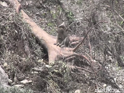 Banyak Monyet Turun Gunung Usai Semeru Erupsi