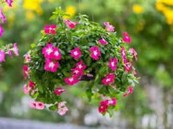 Top! Tanaman Hias Asal RI Terbang ke Jepang Sampai Belanda