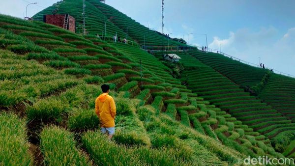 Ubud Punya Terasering Padi, Majalengka Punya Terasering Daun Bawang