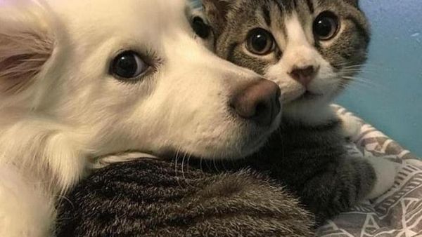 Persahabatan Hewan Beda Jenis Nan Menggemaskan