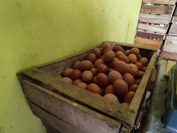 Harga Telur Ugal-ugalan Tembus Rp 32.000/Kg, Pedagang Puyeng!