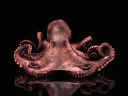 Gurita Memiliki Jantung Lebih dari Satu, Ternyata Ini Fungsinya