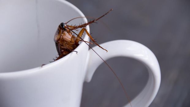Cover the cockroach in the white coffee drink