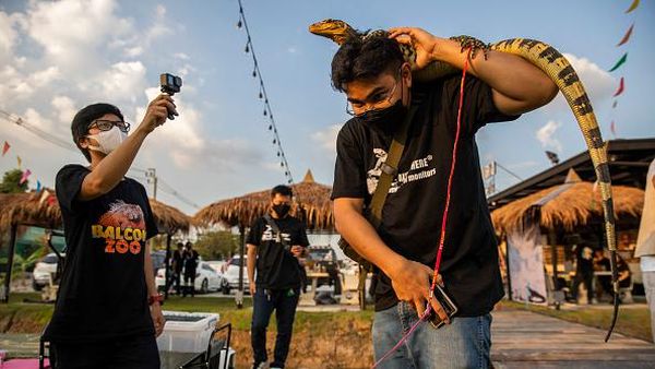 Seperti Ini Keseruan Pesta Biawak di Thailand