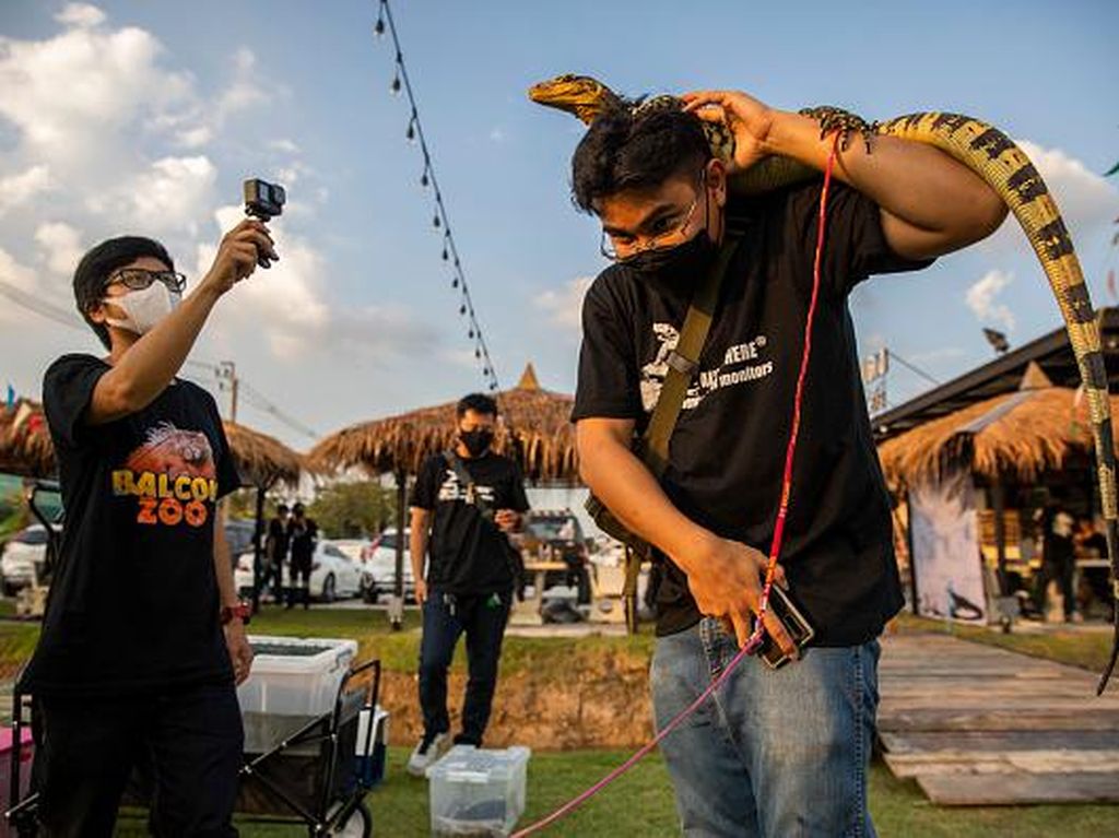 Seperti Ini Keseruan Pesta Biawak di Thailand