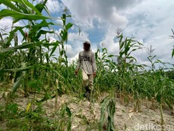 Kawanan Monyet Rusak Kebun Jagung di Mojokerto Sejak November 2021