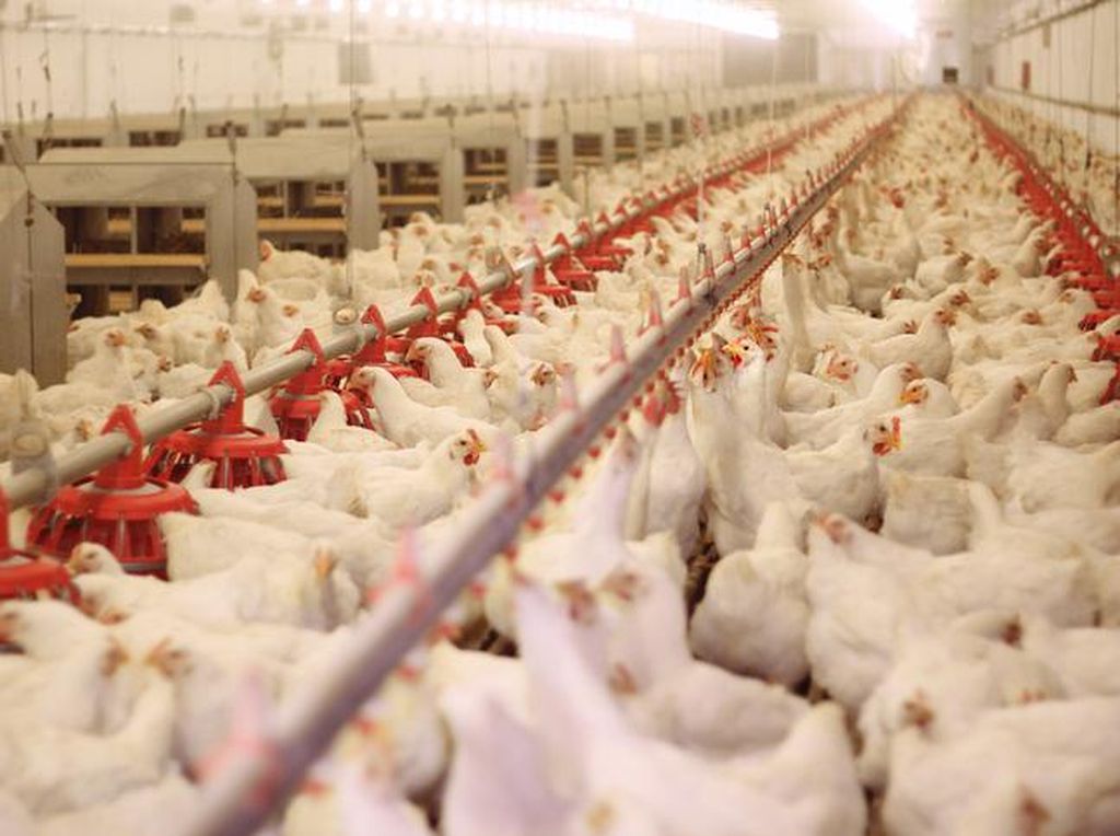 Flu Burung Tewaskan 100 Ribu Ayam di Peternakan Ceko