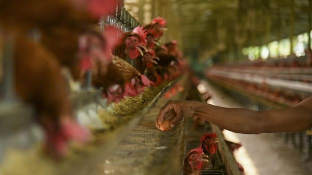 Peternak memanen telur ayam di salah satu peternakan di kawasan Lubuk Pakam, Deli Serdang, Sumatera Utara, Selasa (16/11/2021). Harga telur ayam di tingkat peternak mengalami kenaikan sebesar Rp3.000 dari Rp21.000 menjadi Rp24.000, akibat permintaan telur ayam ras yang cukup tinggi sementara pasokannya terbatas. ANTARA FOTO/Fransisco Carolio/Lmo/hp.