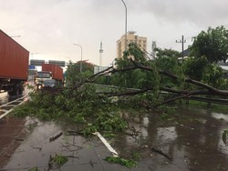Pohon Tumbang Timpa Mobil di Km 15 Tol Surabaya-Sidoarjo