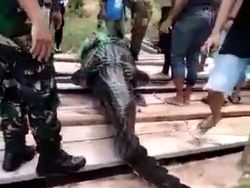 Heboh Buaya 4,7 Meter Ditemukan di Wisata Labuan Cermin Berau