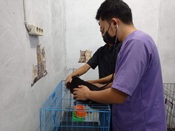 Libur Nataru, Penitipan Hewan Laris Manis