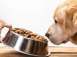 Parah! Oleh-oleh di Koper Wanita Ini Diganti Jadi Makanan Anjing