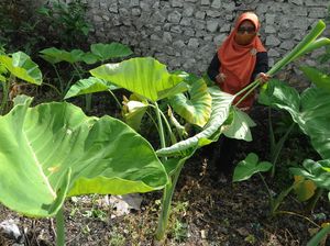 Kripik Lompong, dari Tanaman Liar Menjadi Rupiah