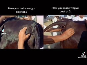 Spesial Banget! Sapi Wagyu Dipijat Agar Dagingnya Empuk