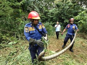 Damkar Evakuasi Ular 3,5 Meter Dekat Pakansari Bogor
