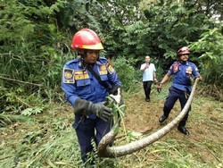 Damkar Evakuasi Ular 3,5 Meter Dekat Pakansari Bogor