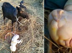 Geger! Bayi Kambing Lahir Berwajah Mirip Manusia
