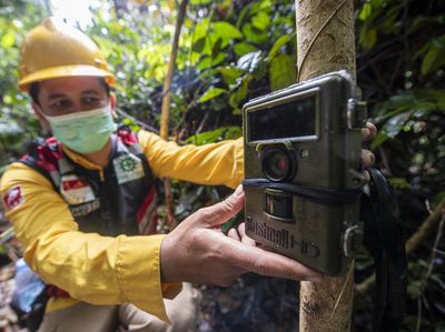 Pemasangan Kamera Trap Untuk Intai Harimau Sumatera