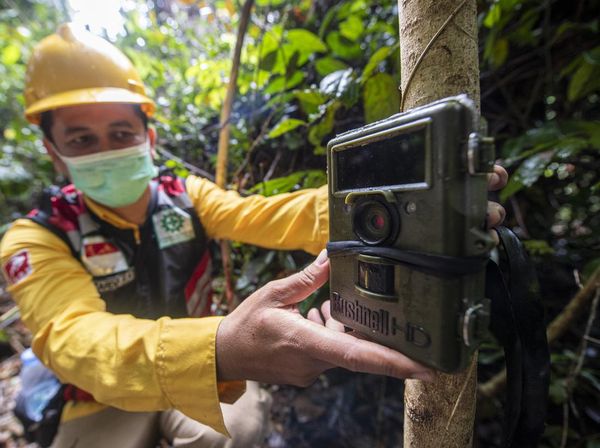 Pemasangan Kamera Trap Untuk Intai Harimau Sumatera