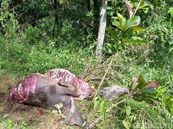 2 Ekor Kerbau Mati di Kebun Warga Garut, Diduga Dicuri Dagingnya