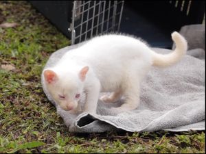 Super Langka! Penampakan Bayi Puma Albino di Kolombia