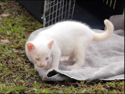 Super Langka! Penampakan Bayi Puma Albino di Kolombia