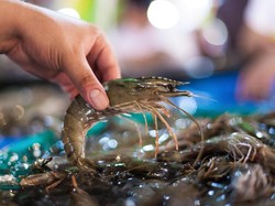 Fakta Unik Udang: Lahir Berkelamin Jantan, Lalu Berubah Betina