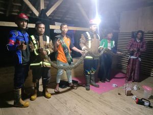 Hii! Ular Sanca Batik Mangsa Ternak Bebek Warga di Garut