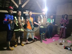 Hii! Ular Sanca Batik Mangsa Ternak Bebek Warga di Garut