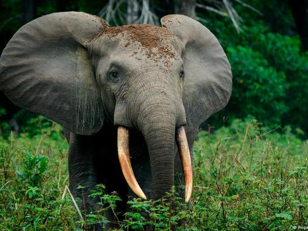 WWF Peringatkan Ancaman Kepunahan Massal Terbesar Sejak Zaman Dinosaurus