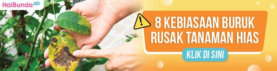 Kebiasaan yang Rusak Tanaman Hias