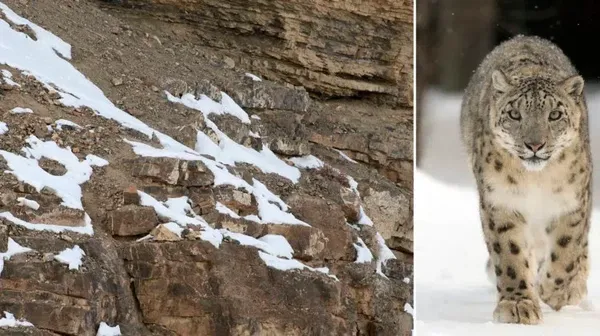 Cari Posisi Snow Leopard di Foto Ini, Yakin Bisa?