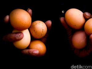 Beda Klaim Harga Telur Ayam versi Pemerintah Vs Pedagang