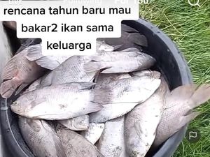 Viral Ingin Bakar Ikan Malam Tahun Baru, Ikan di Kolam Malah Mati Semua Viral Ingin Bakar Ikan Malam Tahun Baru, Ikan di Kolam Malah Mati Semua