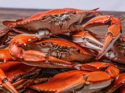 Lobster, Kepiting dan Udang Bisa Rasakan Sakit Saat Dimasak Hidup-hidup
