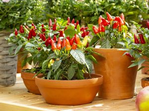 Manfaat Perkembangbiakan Generatif Tumbuhan, Alat, dan Prosesnya