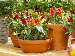 Manfaat Perkembangbiakan Generatif Tumbuhan, Alat, dan Prosesnya