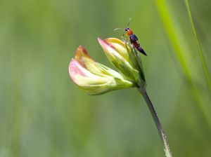 Kenali Gejala Terkena Racun Tomcat dan Cara Mengobatinya